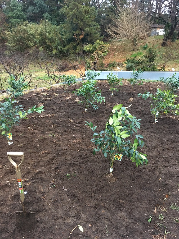 金柑とイチジクの栽培