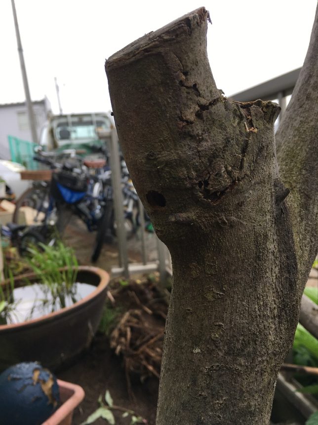 失敗談 イチジクの栽培とテッポウムシによる被害