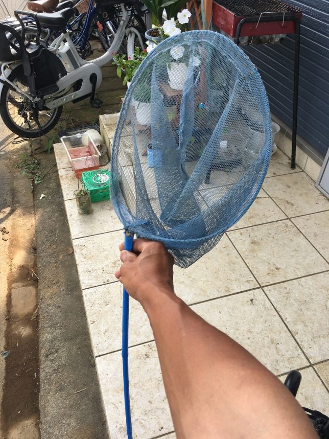 農業用水路でメダカ取り